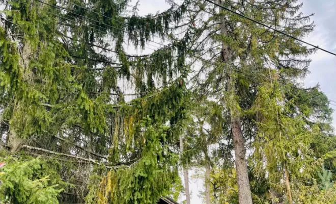 Début du chantier élagage et abattage de deux sapins à Sciez, Thonon-les-bains