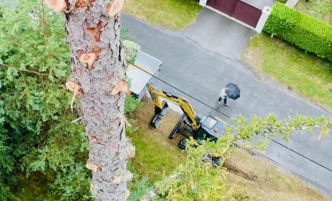 élagage et abattage complet de deux sapins à Sciez, Thonon-les-Bains, Seiller TP