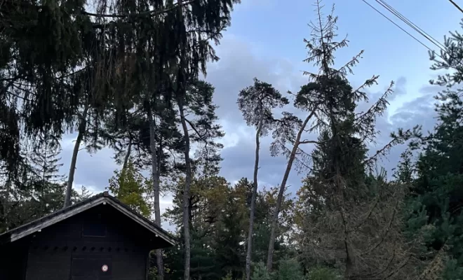 élagage et abattage complet de deux sapins à Sciez, Thonon-les-Bains, Seiller TP